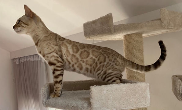 Snow Mink Bengal Kitten