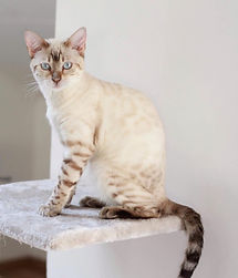 Snow Lynx Bengal Kitten